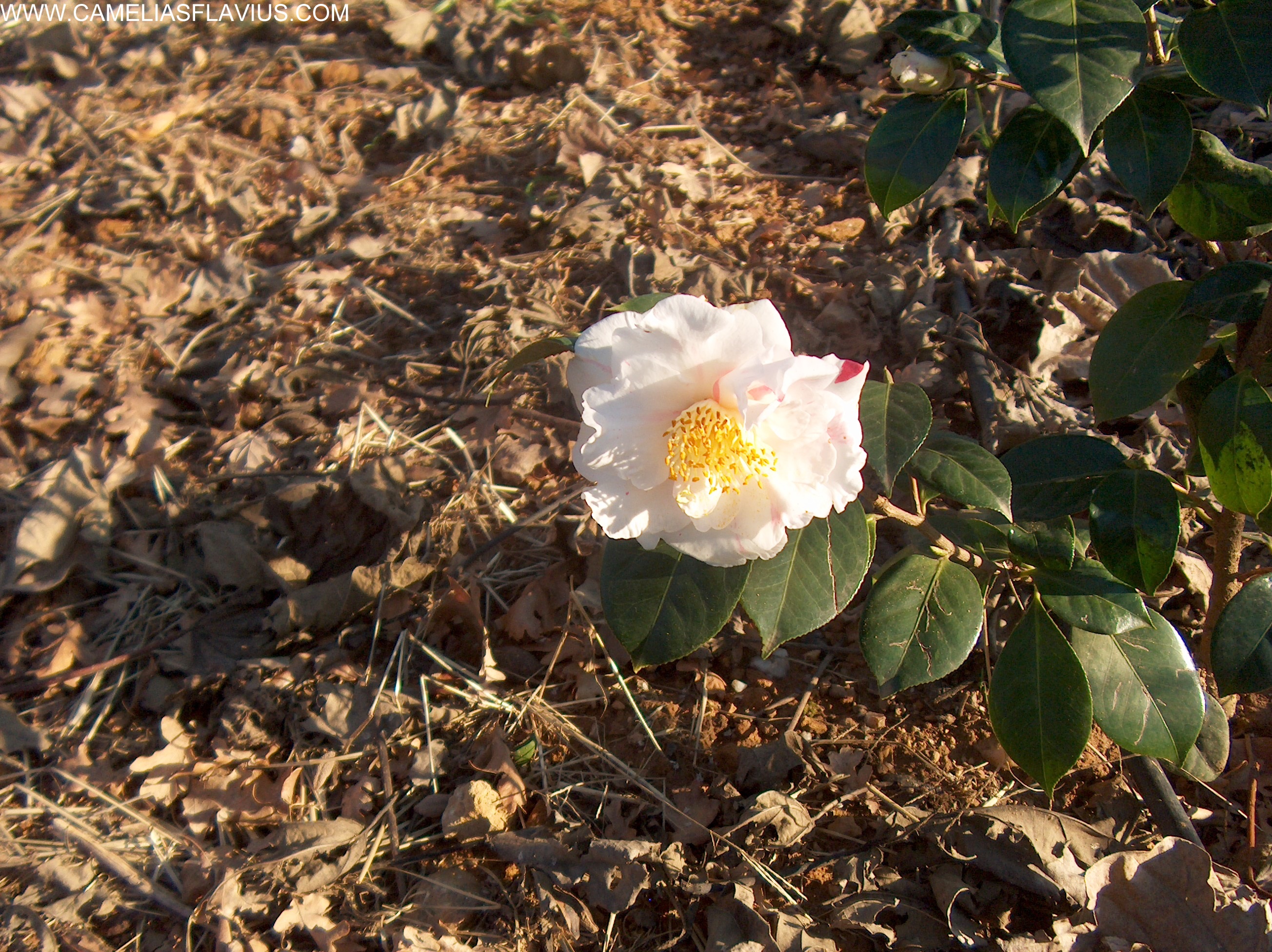 Desconhecidas